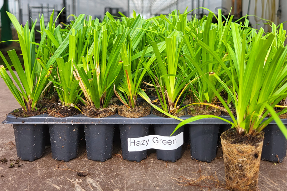 Carex morrowii 'Hazy Green'